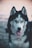 A Siberian husky with striking blue eyes and a thick, fluffy coat stands facing forward. The fur is black and white, with the prominent white face featuring an expressive stare. Its tongue is slightly out, giving a friendly appearance.