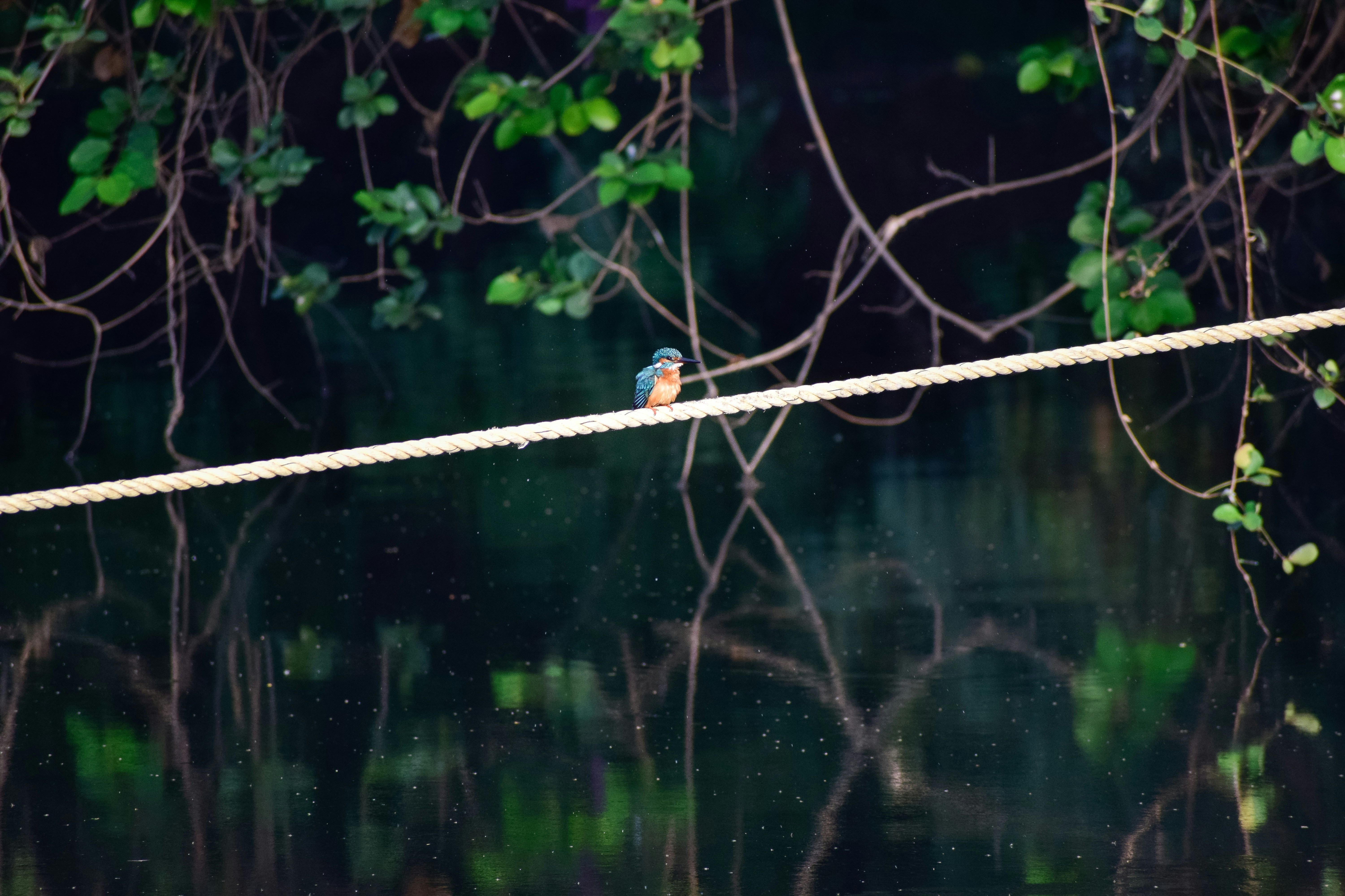 a small bird sitting on a rope over a body of water