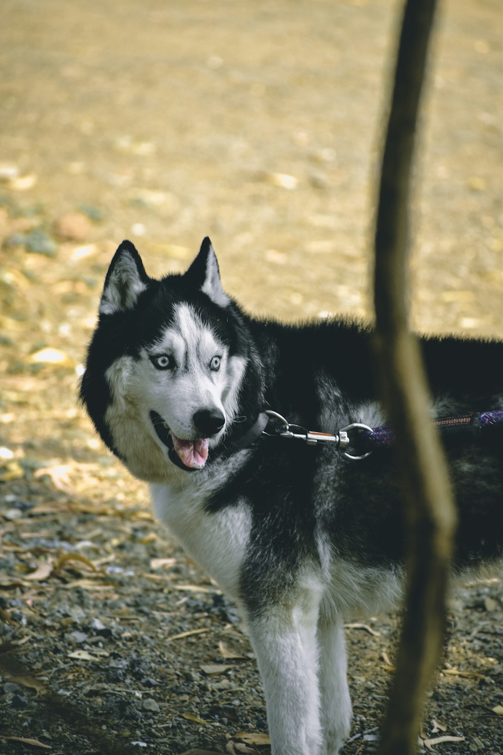 a black and white husky dog with a leash
