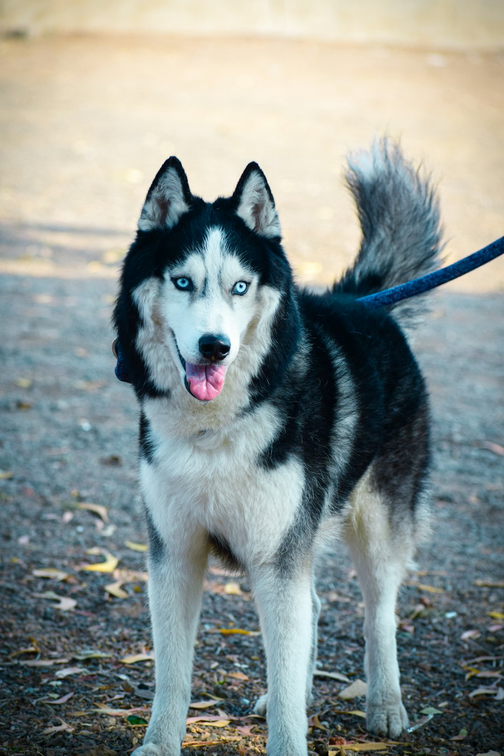 a black and white dog standing on top of a dirt field