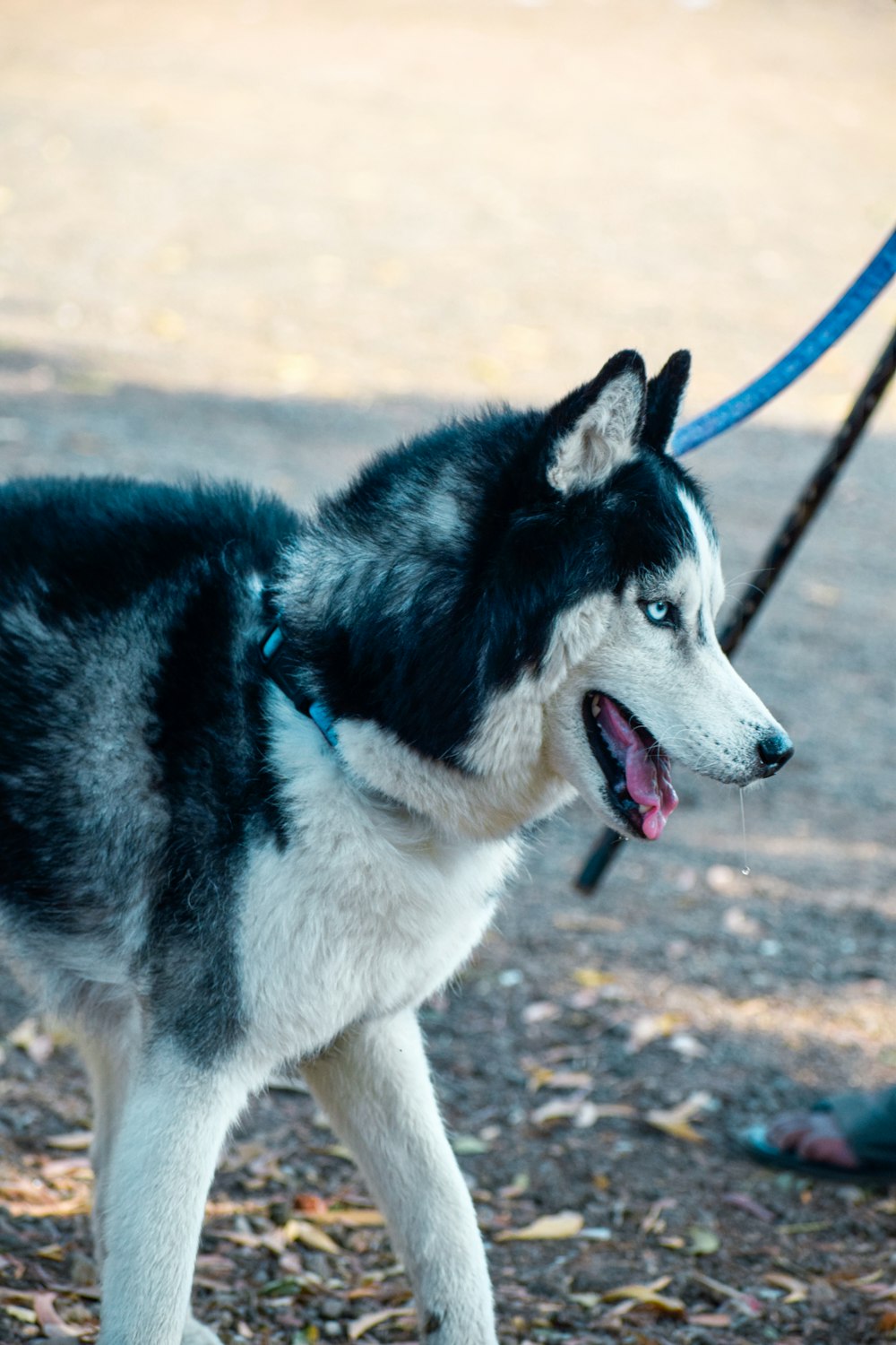 a black and white dog standing on top of a field