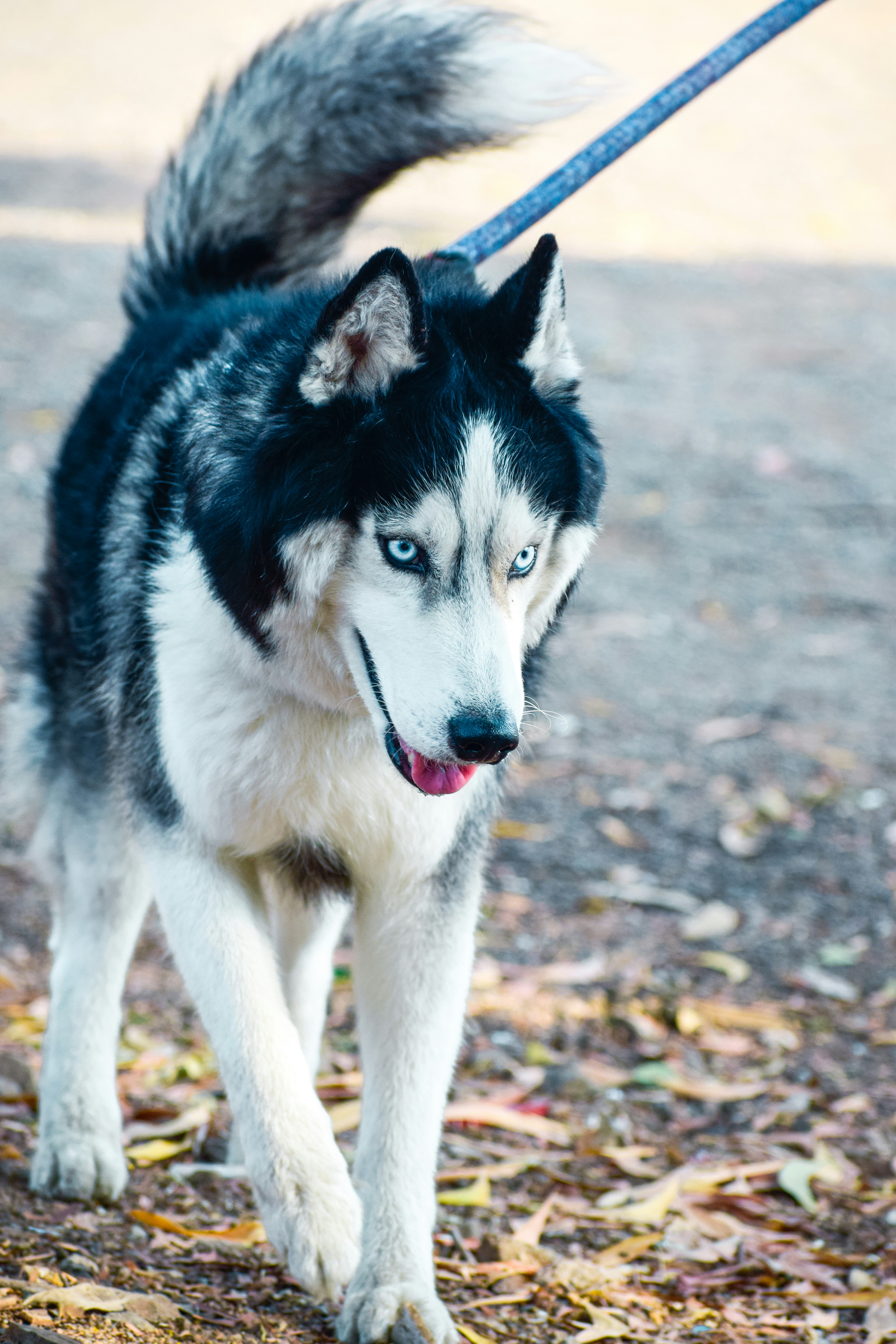 Cachorro de husky siberiano blanco y negro foto – Imagen de Perro gratuita  en Unsplash, image size:3000x4500