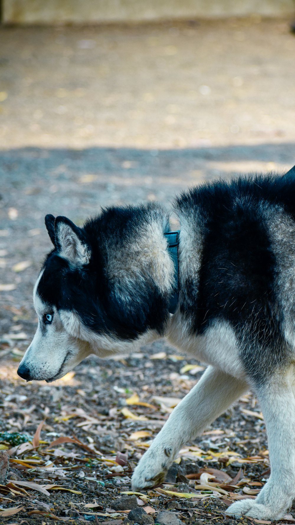 a black and white husky dog walking across a field