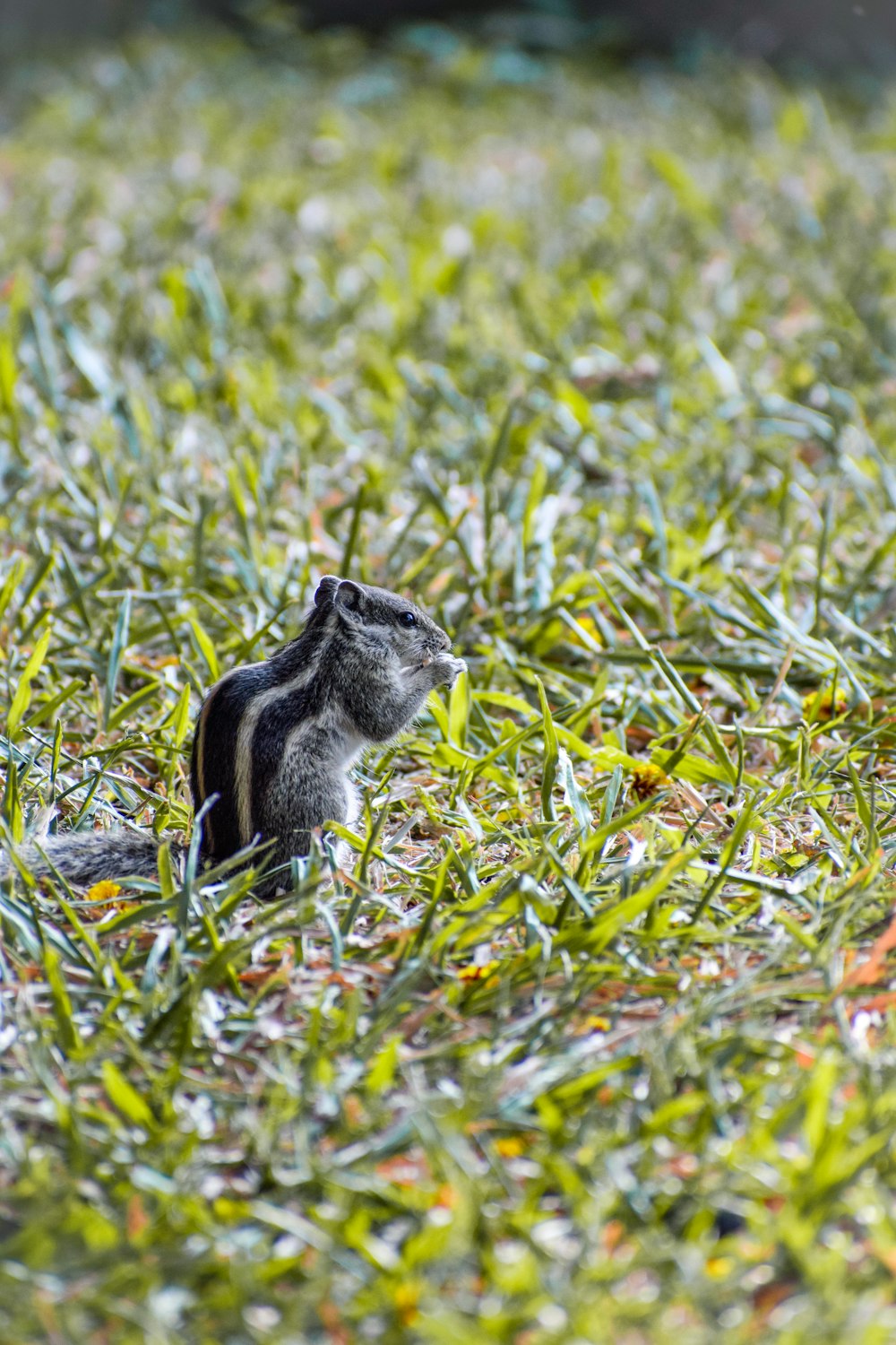 a squirrel in the middle of a grassy field