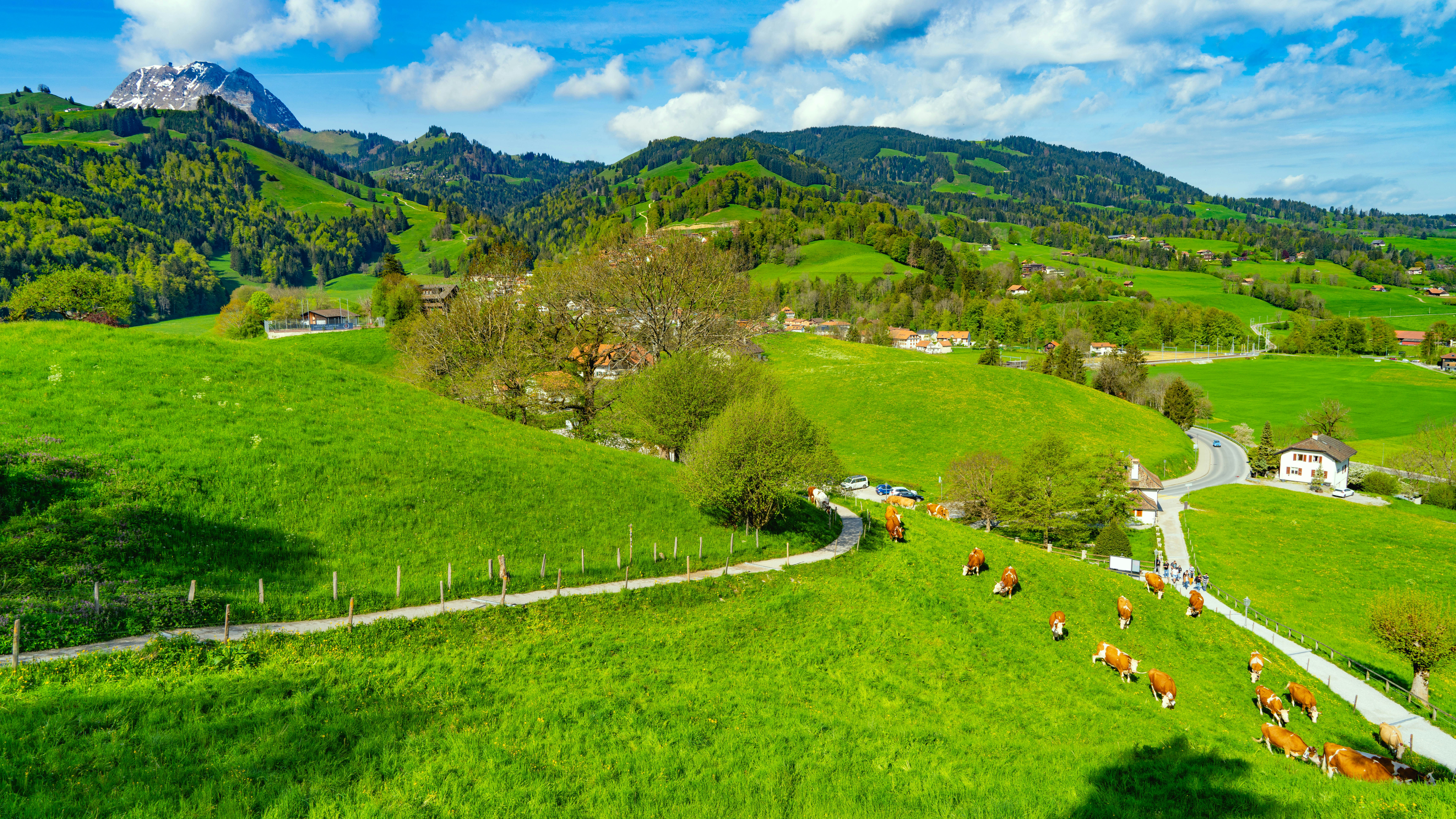 A herd of cattle grazing on a lush green hillside photo – Free Gruyères ...