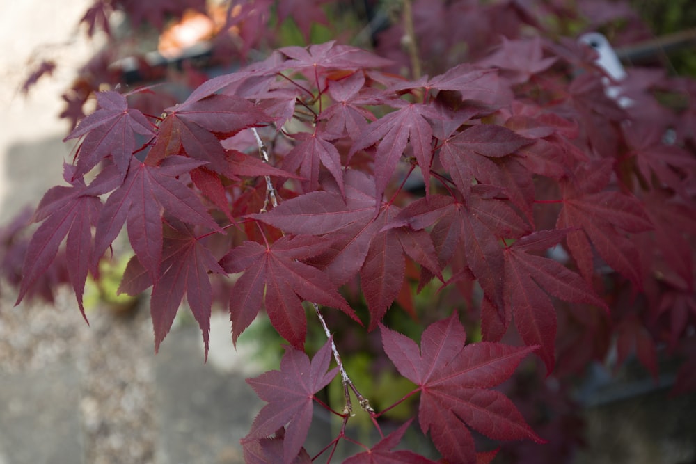 a close up of a tree with red leaves