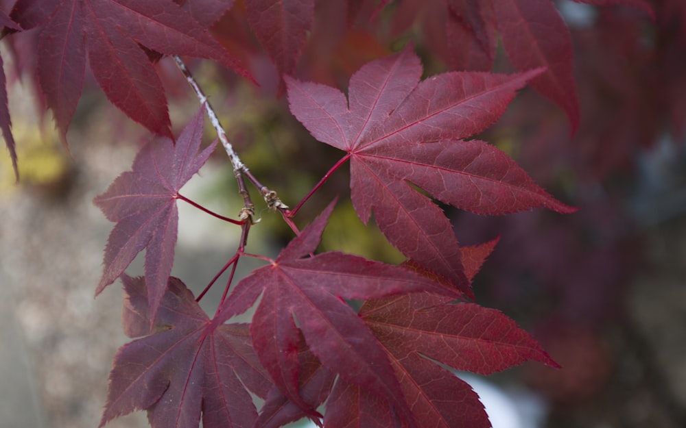 a close up of a tree with red leaves