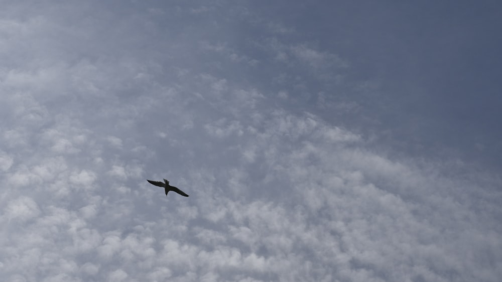 a bird flying high up in the sky