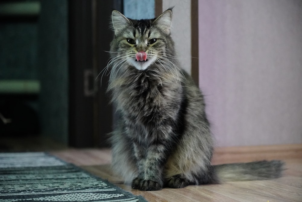 a cat sitting on the floor with its tongue out