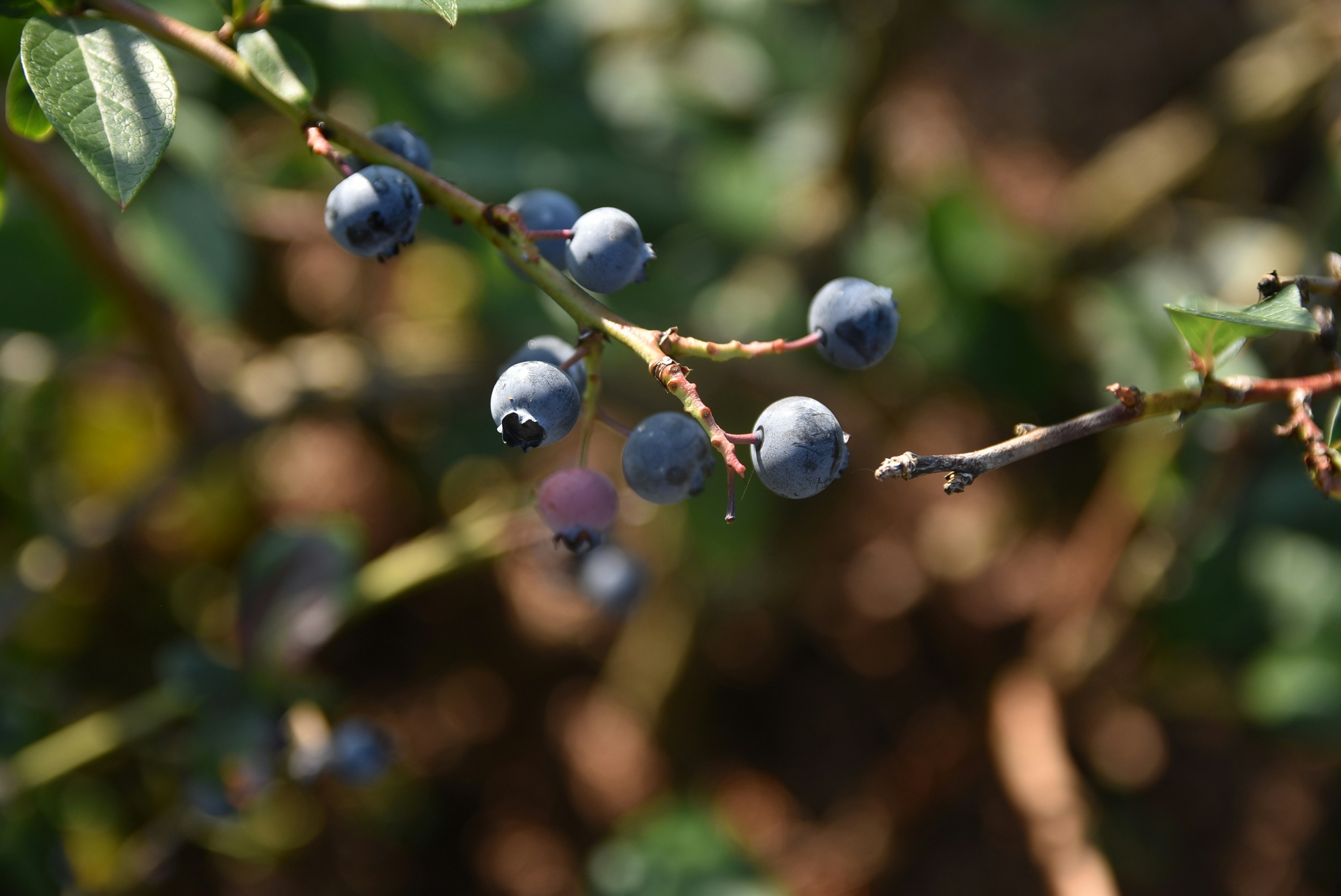 Photo by veronica_chalyj