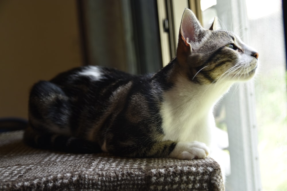 a cat sitting on a window sill looking out the window