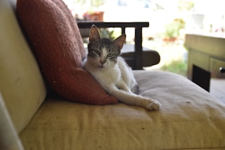 A cat lounging comfortably on a dusty beige sofa, leaning against a textured red cushion. Sunlight filters through in the background, creating a relaxed and cozy atmosphere.