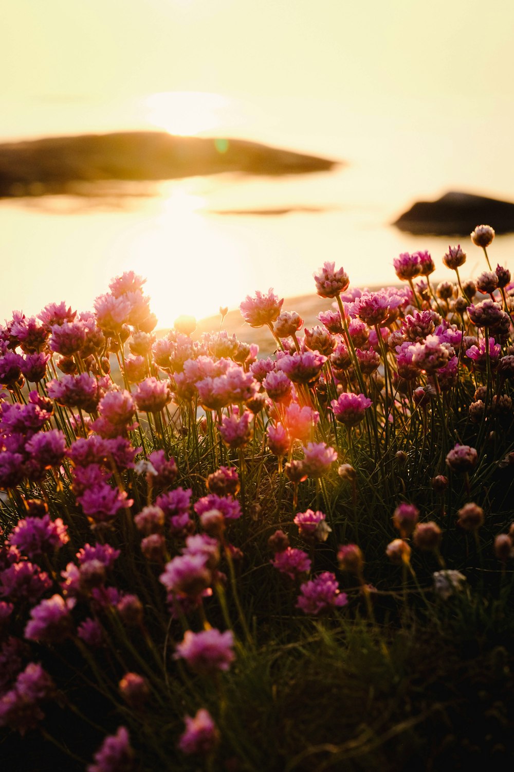 a field of flowers with the sun setting in the background