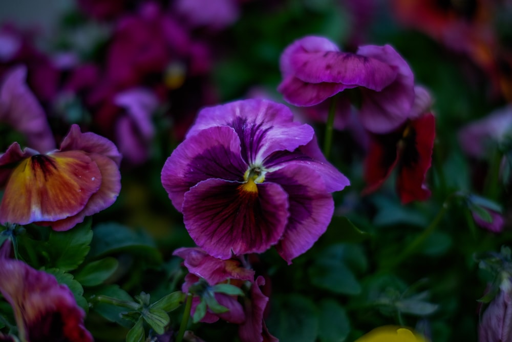 a close up of a bunch of purple flowers