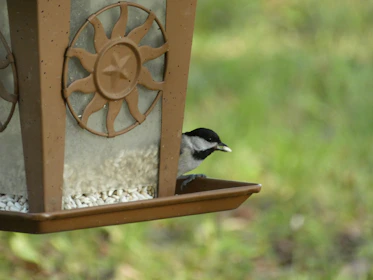 A feeding setup showing multiple small feed spots on ground and perches, inviting chicks to choose their path.
