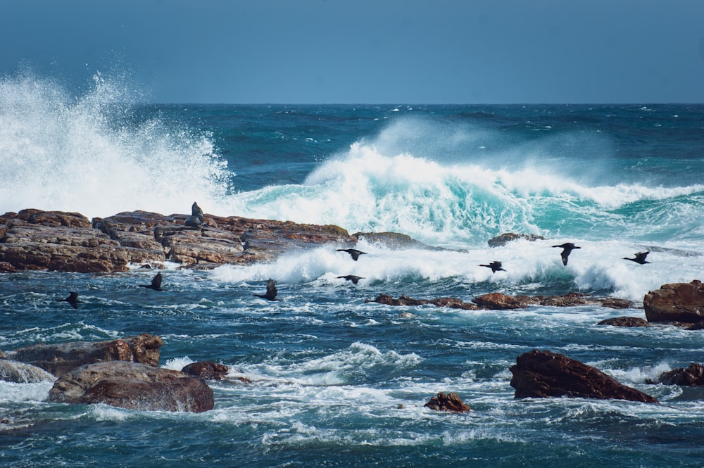 a flock of birds flying over a body of water