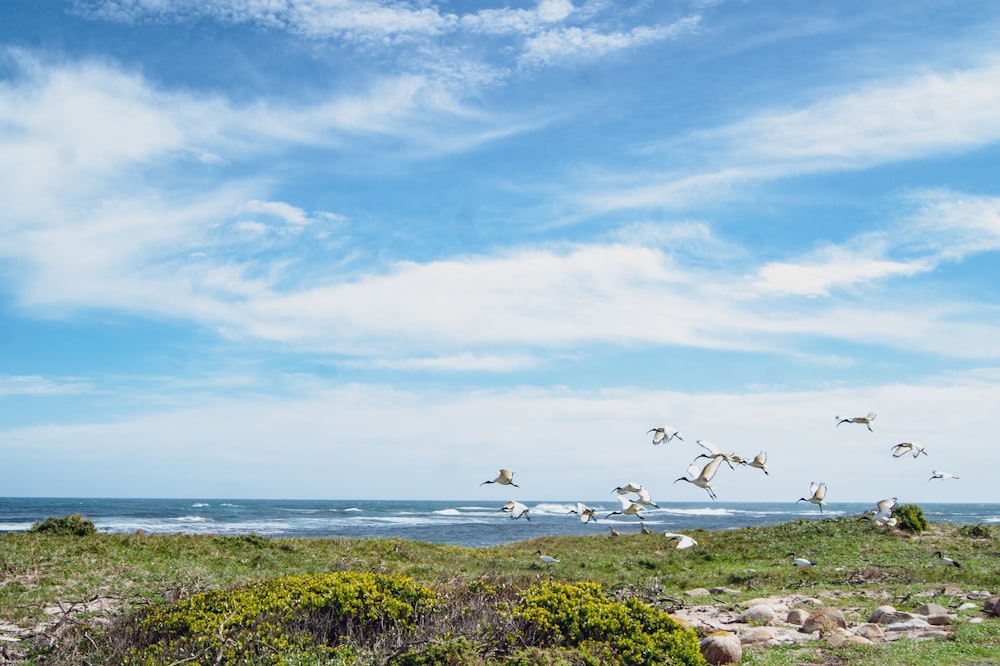 a flock of birds flying over a lush green field