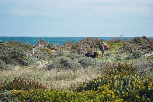 A natural landscape with several ostriches walking and browsing among greenery and shrubs near the coastline. The open sea can be seen in the background, under a clear sky. The terrain features a mix of grasses and low-lying bushes.