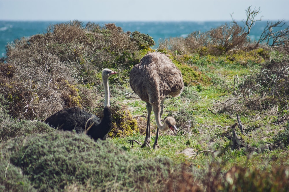 an ostrich and a baby ostrich in a field