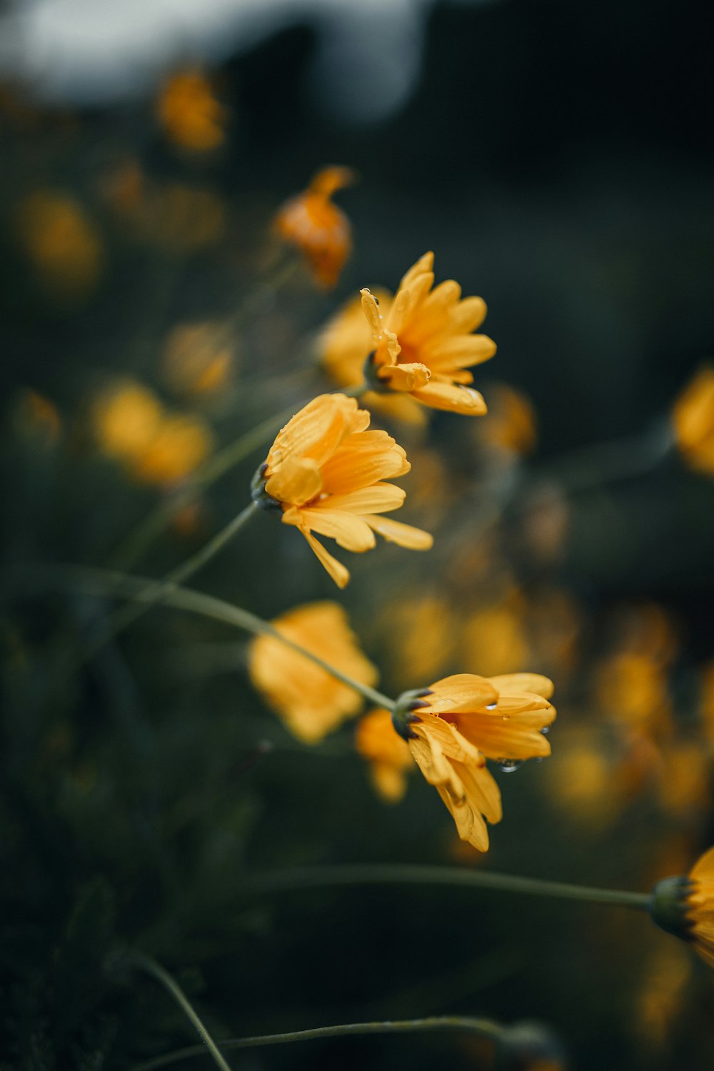 a bunch of yellow flowers that are in the grass