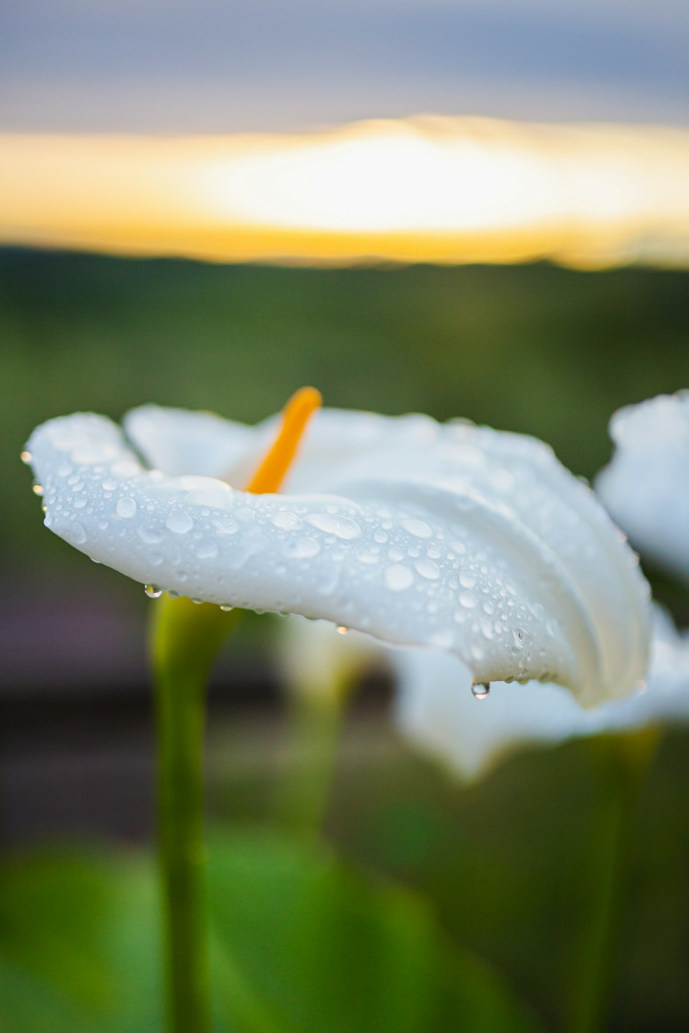 a close up of a flower with water droplets on it