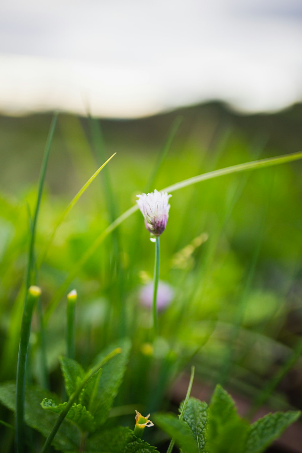 a small white flower sitting in the grass