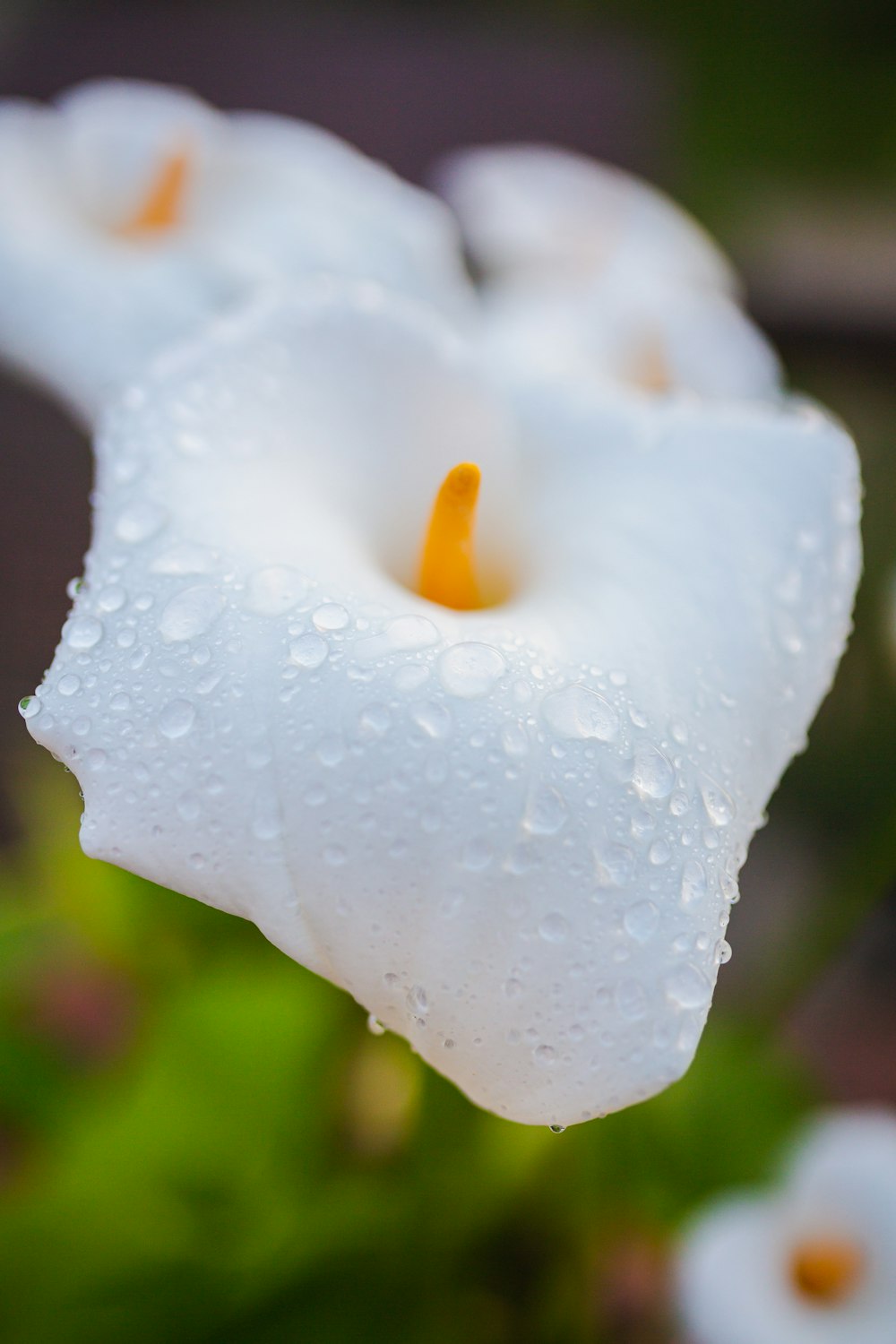 a close up of a flower with water droplets on it