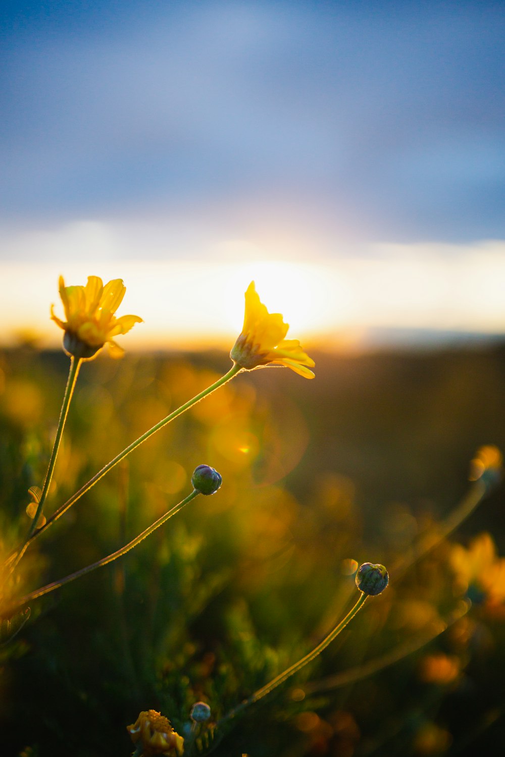 Un campo de flores amarillas con el sol al fondo