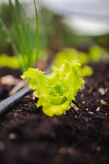 A young lettuce plant grows in rich, dark soil. The vibrant green leaves contrast against the earth, and a black irrigation pipe runs nearby. In the background, blurred greenery suggests a garden setting.