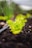 A young lettuce plant grows in rich, dark soil. The vibrant green leaves contrast against the earth, and a black irrigation pipe runs nearby. In the background, blurred greenery suggests a garden setting.