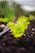 A young lettuce plant grows in rich, dark soil. The vibrant green leaves contrast against the earth, and a black irrigation pipe runs nearby. In the background, blurred greenery suggests a garden setting.