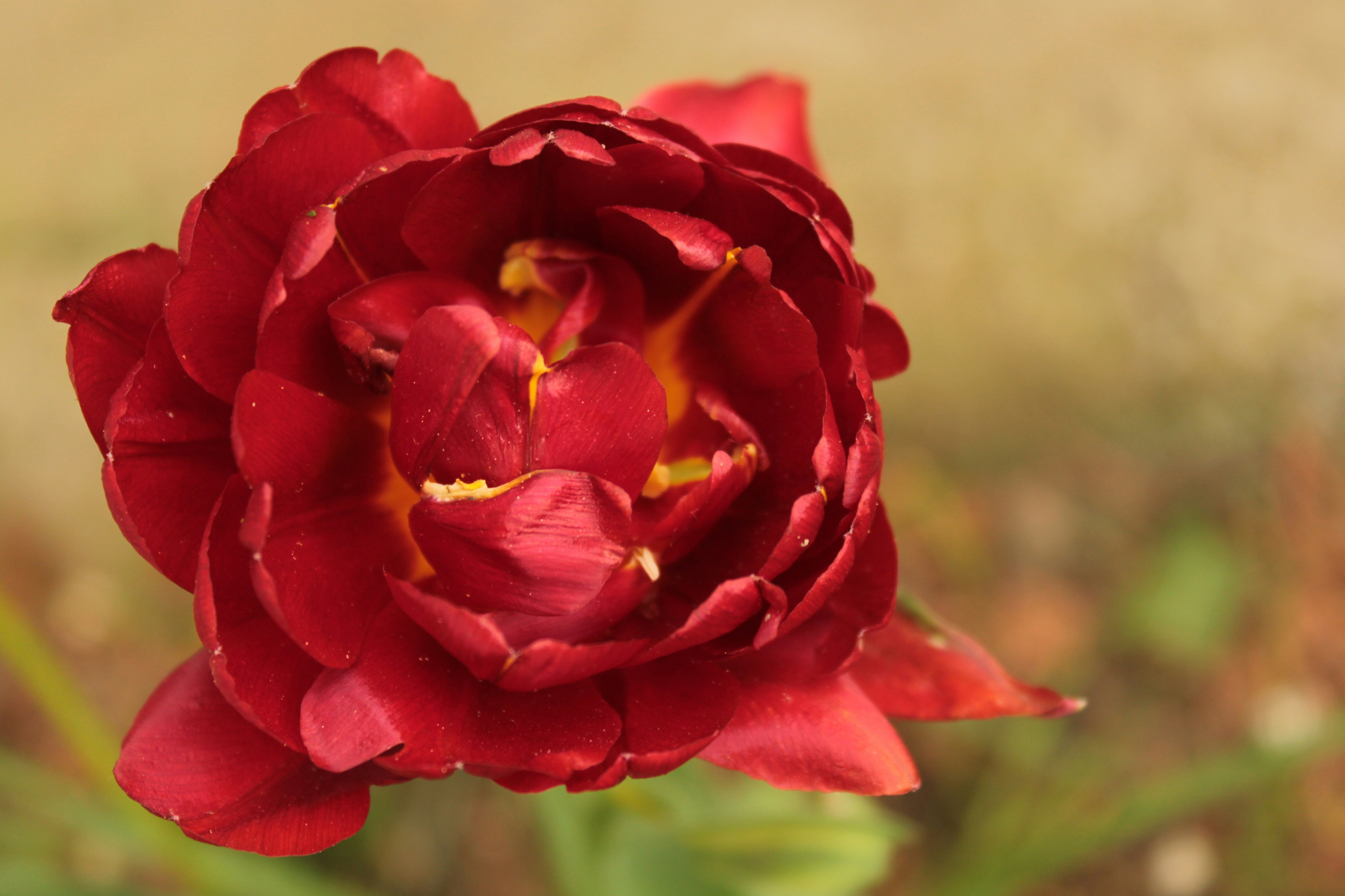 Photo by thorai9akira