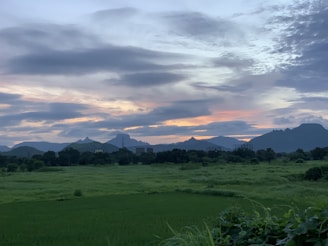 Scenic view of lush green fields and hills in Timor Barat at sunrise.