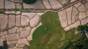 an aerial view of a rice field in the countryside