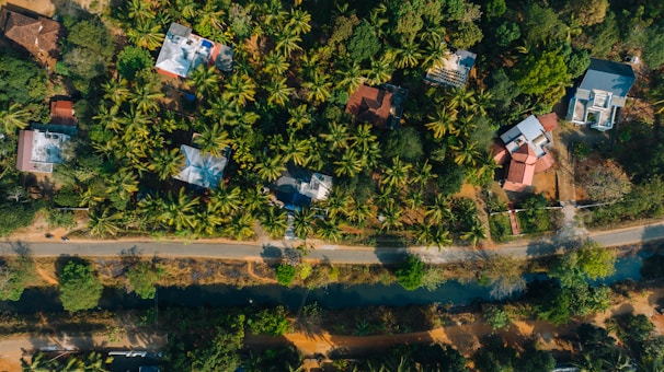 An aerial view of a lush, tropical landscape featuring numerous palm trees interspersed with houses that have colorful roofs. A narrow road divides the area, leading to a water body surrounded by green foliage.
