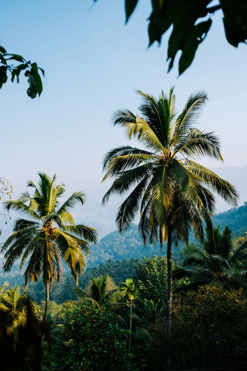 a couple of palm trees sitting in the middle of a forest