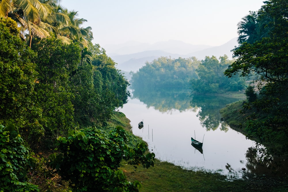 a body of water surrounded by lush green trees