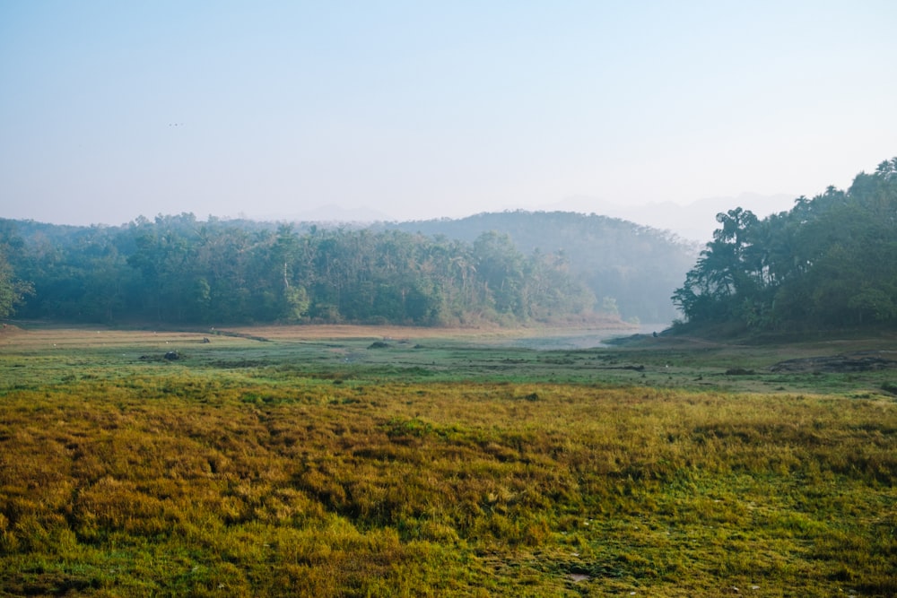 a grassy field with trees in the background