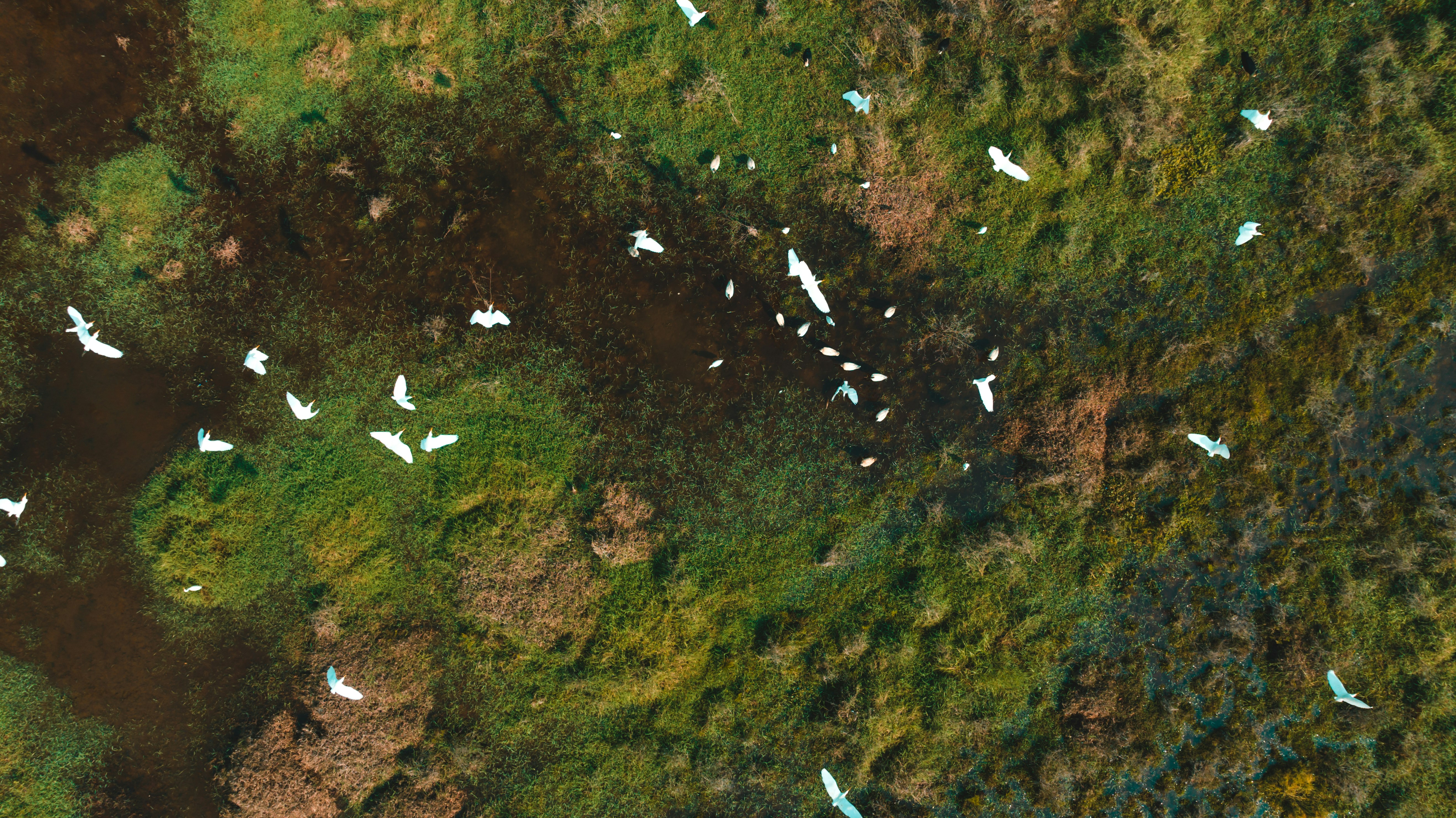 a group of birds flying over a lush green field