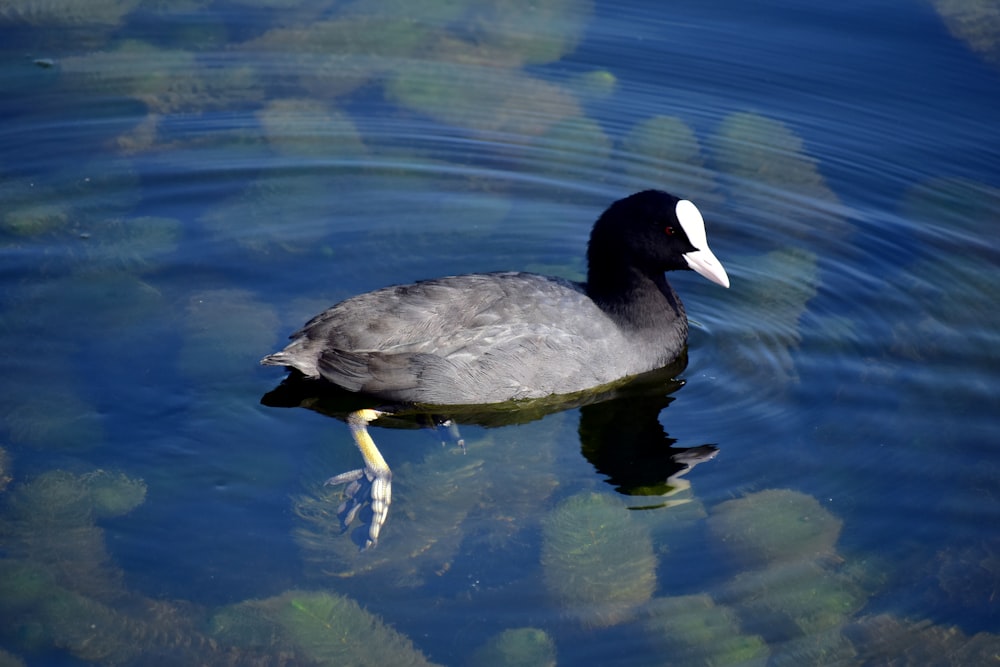 a black and white duck floating on top of a body of water