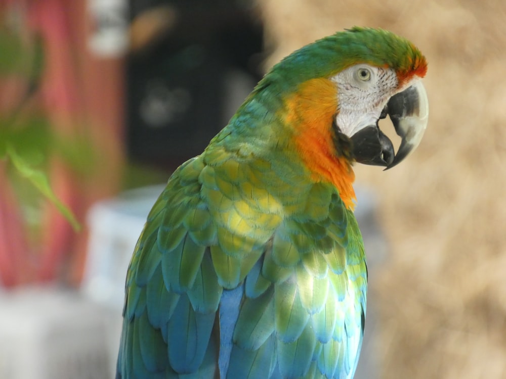 a colorful parrot sitting on top of a tree branch