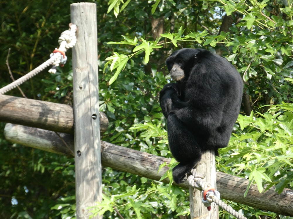 a black bear sitting on top of a wooden pole