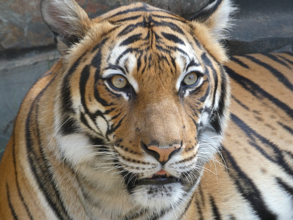 a close up of a tiger looking at the camera