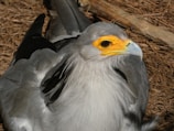 A large bird with grey feathers, a bright orange-yellow face, and a sharp beak is resting on a bed of straw or dry grass. The bird has long, black tail feathers and is positioned with its head turned slightly to the side.