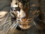 A close-up view of a large wild cat, likely a leopard or jaguar, with striking patterns of dark spots and rosettes over a golden-brown fur. The animal's intense gaze is focused forward, and its whiskers are prominent.