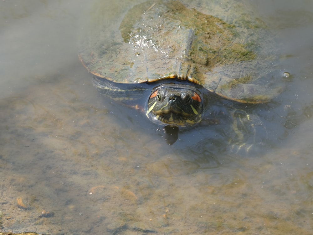 a turtle that is swimming in some water