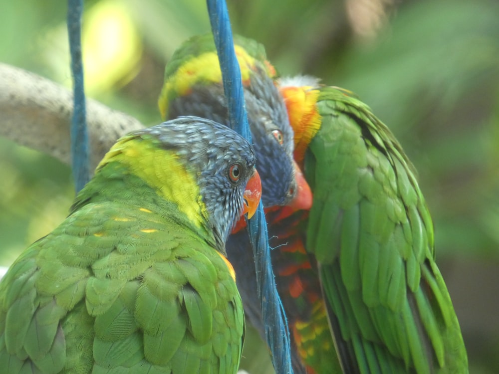 a couple of colorful birds standing next to each other