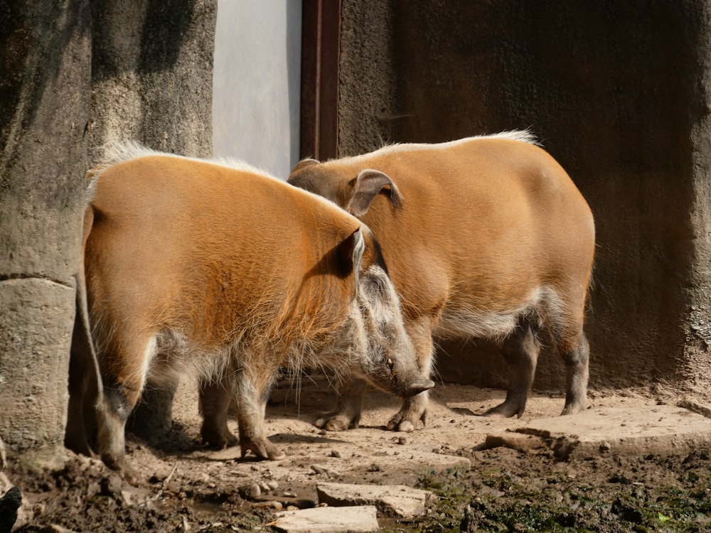 a couple of animals that are standing in the dirt