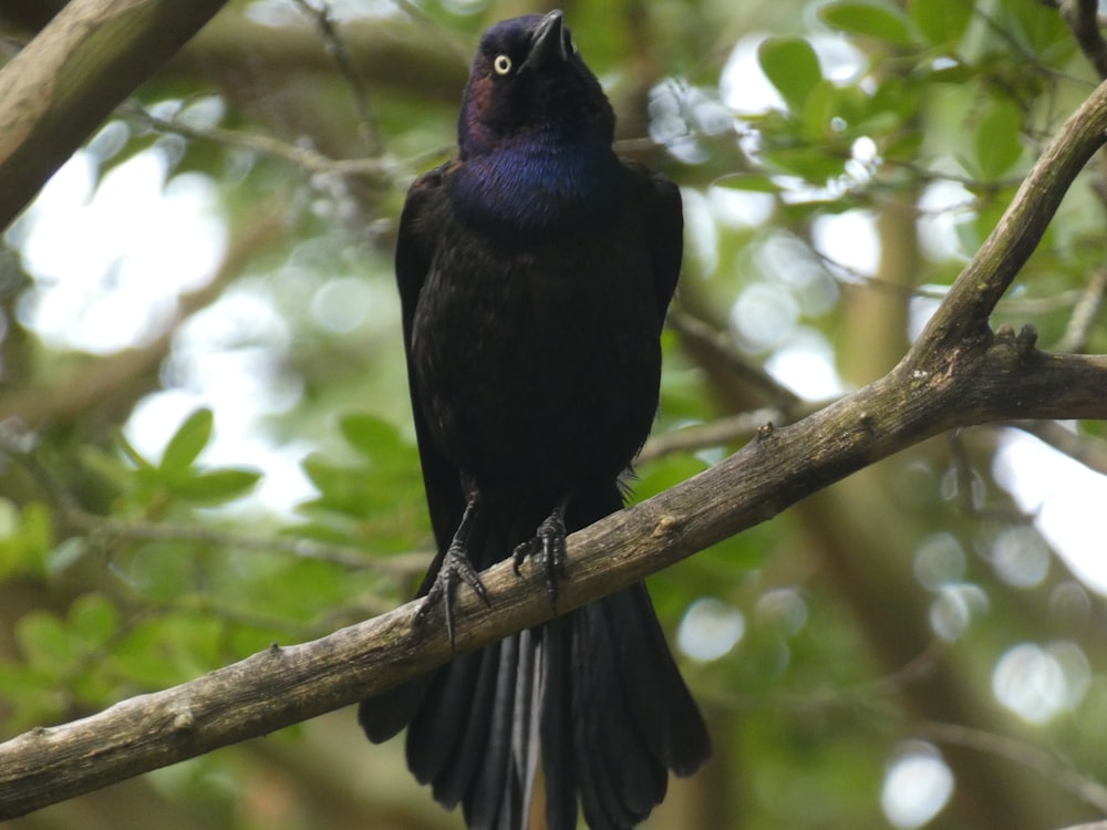 a black bird sitting on top of a tree branch