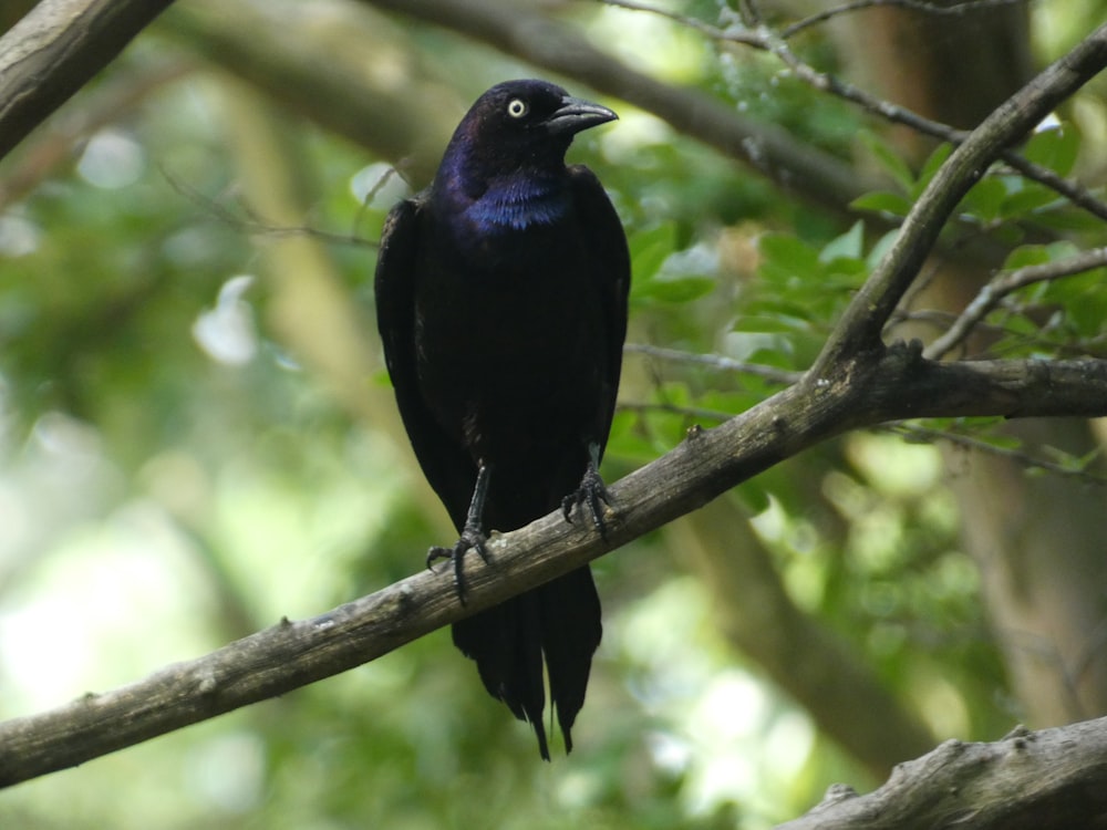 a black bird sitting on top of a tree branch